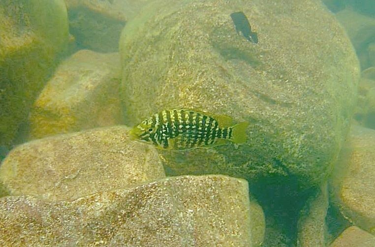 Lobochilotes labiatus